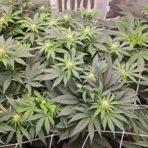 Northern Lights Barney's Prolo growlog timeline photo