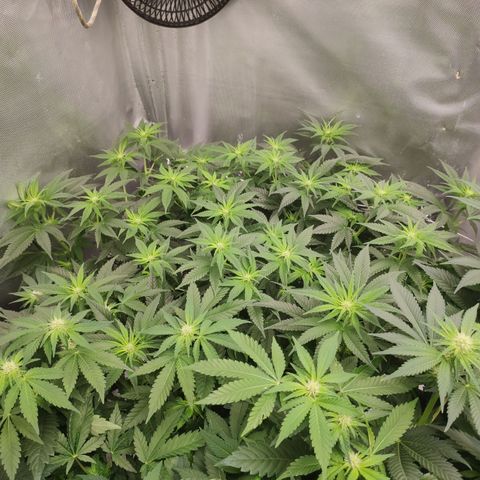 Critical Kush RQS Prolo growlog timeline photo