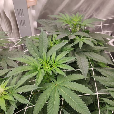 Sunset Paradise Prolo growlog timeline photo