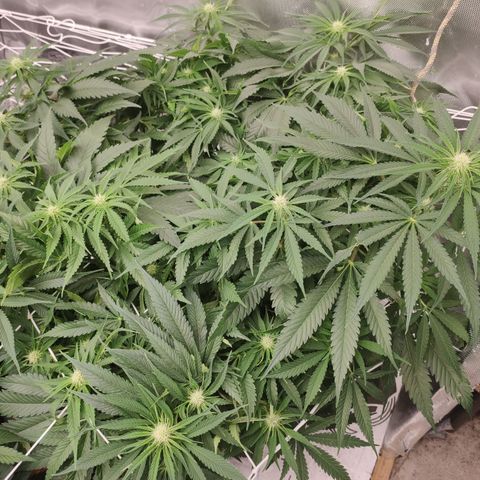 Sugar black rose Prolo growlog timeline photo