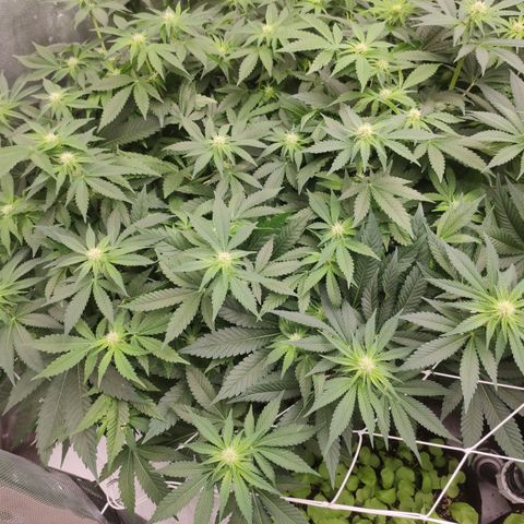 Mandarin Punch SS Prolo growlog timeline photo