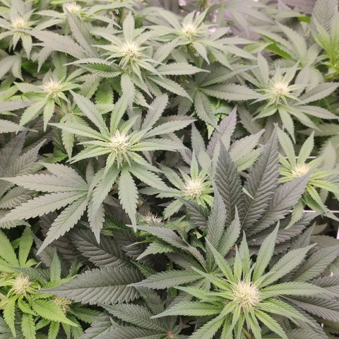 Northern Lights Barney's Prolo growlog timeline photo