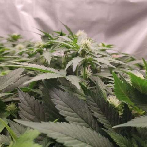 Northern Lights Barney's Prolo growlog timeline photo