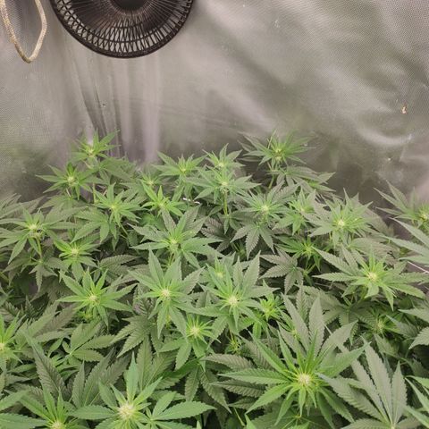Critical Kush RQS Prolo growlog timeline photo