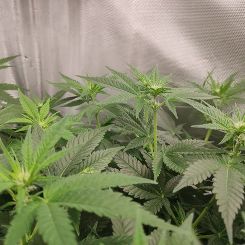 Critical Kush RQS Prolo growlog timeline photo