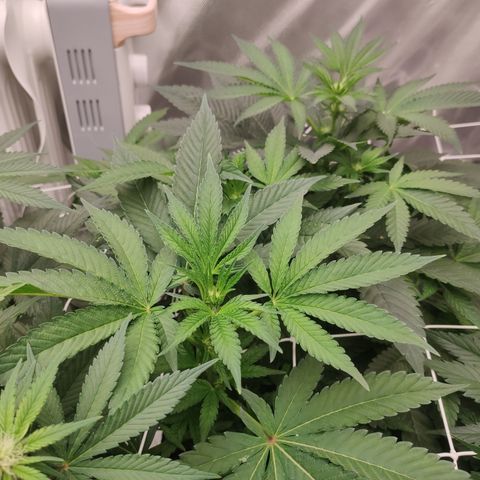 Sunset Paradise Prolo growlog timeline photo