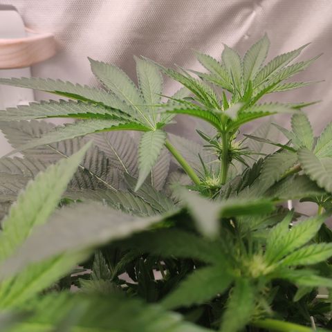 Sunset Paradise Prolo growlog timeline photo