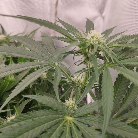 Sugar black rose Prolo growlog timeline photo