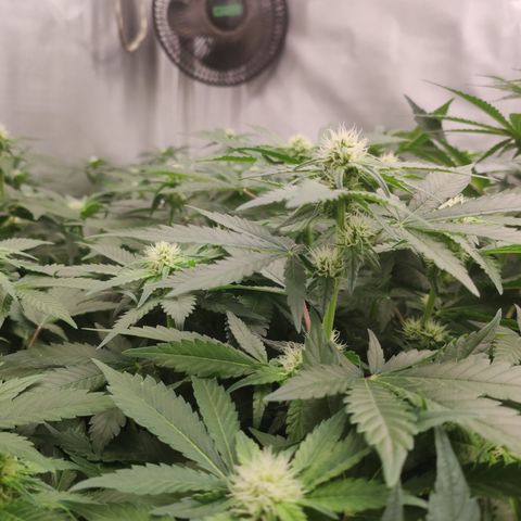 Mandarin Punch SS Prolo growlog timeline photo