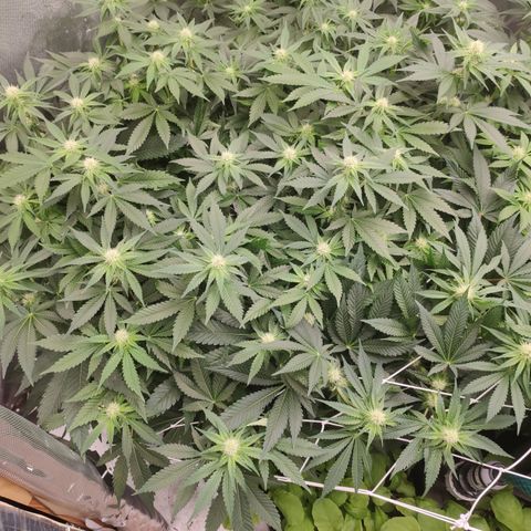 Mandarin Punch SS Prolo growlog timeline photo