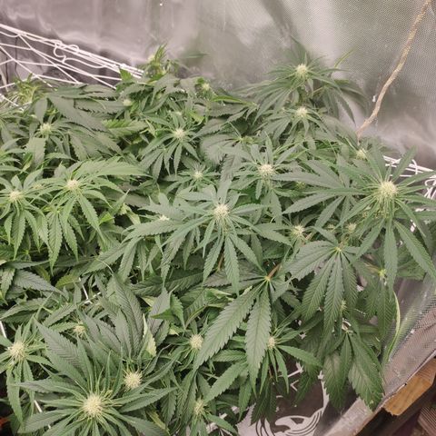 Sugar black rose Prolo growlog timeline photo