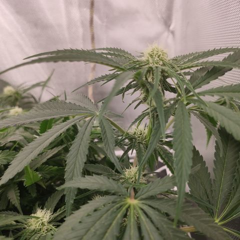 Sugar black rose Prolo growlog timeline photo