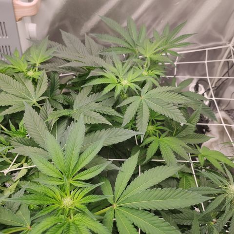 Sunset Paradise Prolo growlog timeline photo