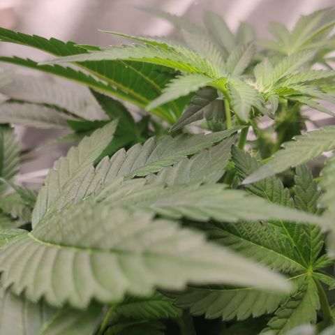 Sunset Paradise Prolo growlog timeline photo