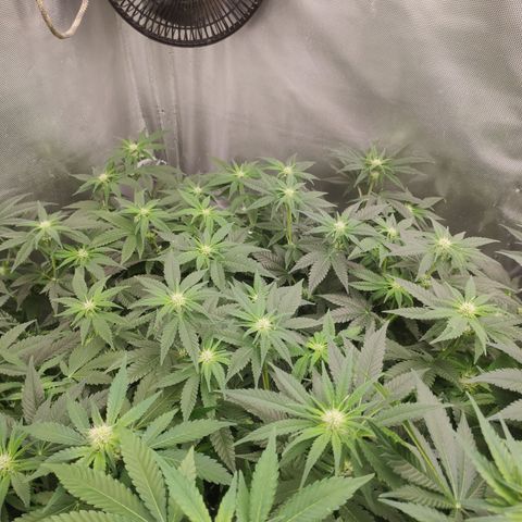 Critical Kush RQS Prolo growlog timeline photo