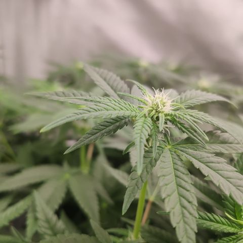 Critical Kush RQS Prolo growlog timeline photo