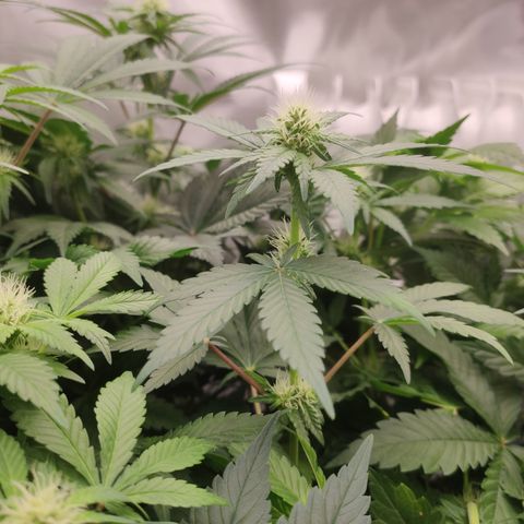 Northern Lights Barney's Prolo growlog timeline photo