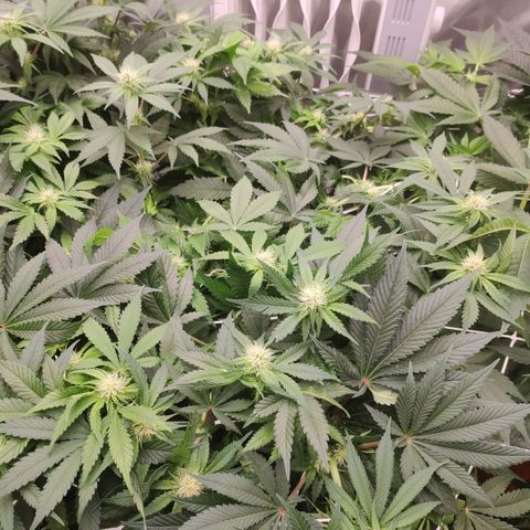 Northern Lights Barney's Prolo growlog timeline photo