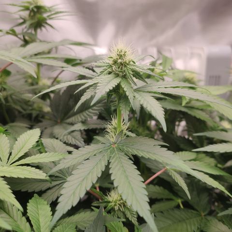 Northern Lights Barney's Prolo growlog timeline photo
