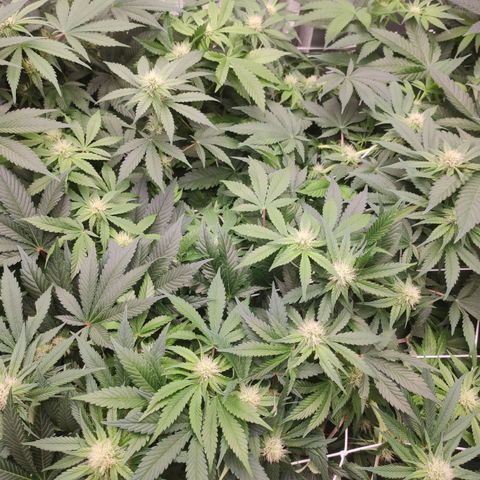 Northern Lights Barney's Prolo growlog timeline photo