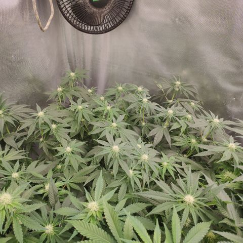 Critical Kush RQS Prolo growlog timeline photo