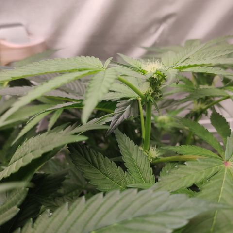 Sunset Paradise Prolo growlog timeline photo