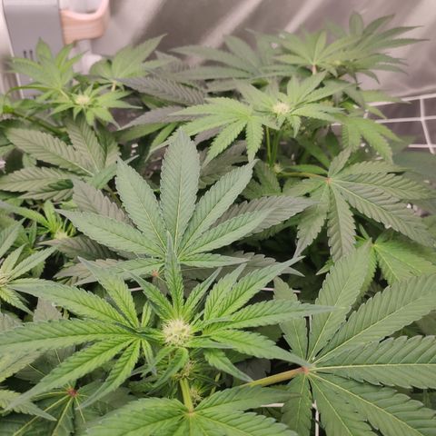 Sunset Paradise Prolo growlog timeline photo