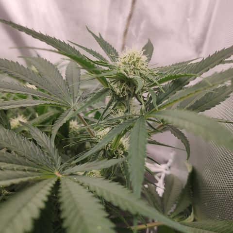 Sugar black rose Prolo growlog timeline photo