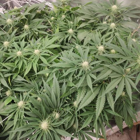 Sugar black rose Prolo growlog timeline photo