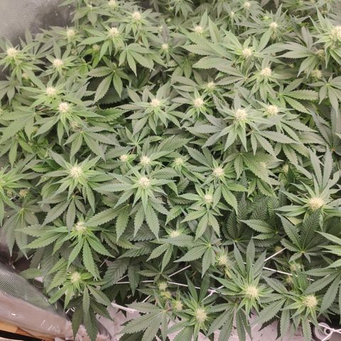 Mandarin Punch SS Prolo growlog timeline photo