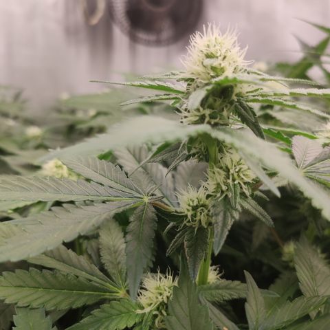 Mandarin Punch SS Prolo growlog timeline photo