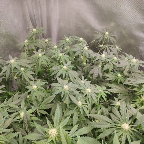 Critical Kush RQS Prolo growlog timeline photo