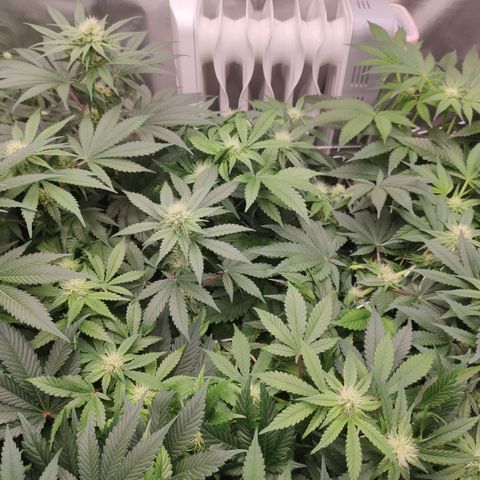 Northern Lights Barney's Prolo growlog timeline photo