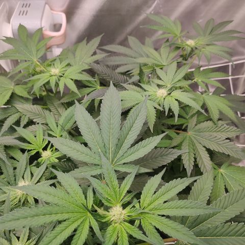 Sunset Paradise Prolo growlog timeline photo