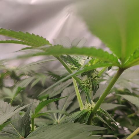 Sunset Paradise Prolo growlog timeline photo