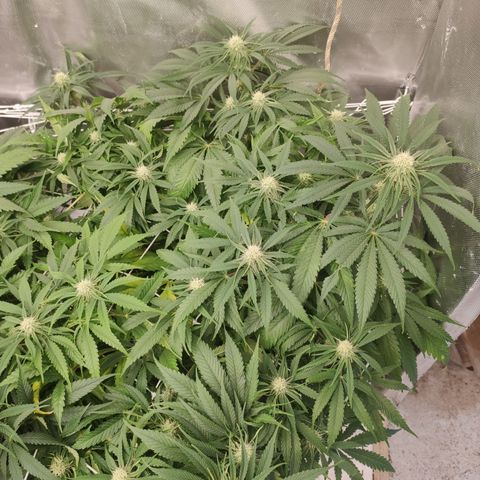 Sugar black rose Prolo growlog timeline photo