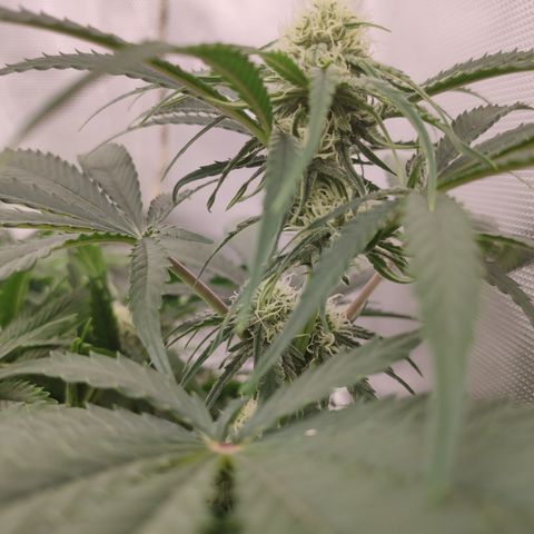 Sugar black rose Prolo growlog timeline photo