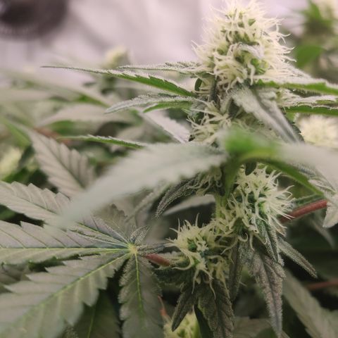 Mandarin Punch SS Prolo growlog timeline photo