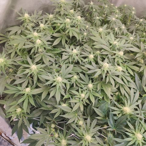 Mandarin Punch SS Prolo growlog timeline photo