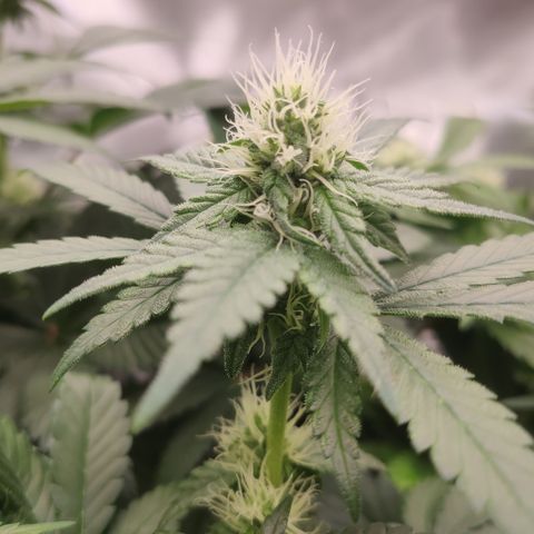 Northern Lights Barney's Prolo growlog timeline photo