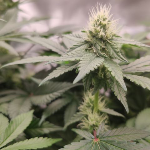 Northern Lights Barney's Prolo growlog timeline photo