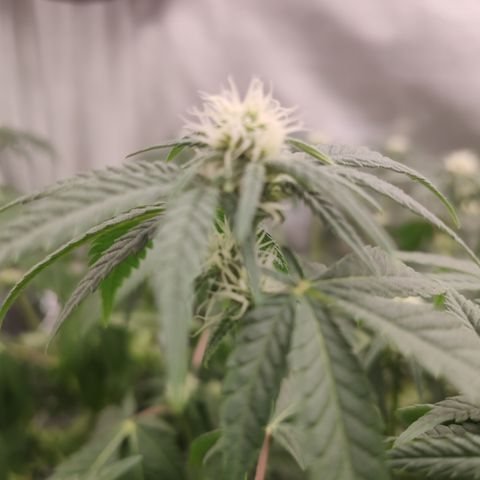 Critical Kush RQS Prolo growlog timeline photo