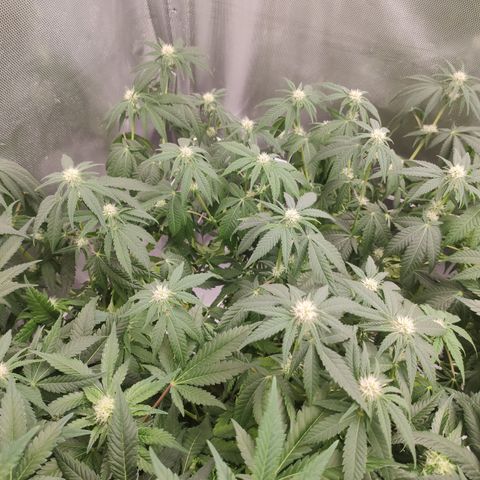 Critical Kush RQS Prolo growlog timeline photo