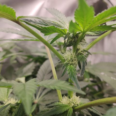 Sunset Paradise Prolo growlog timeline photo