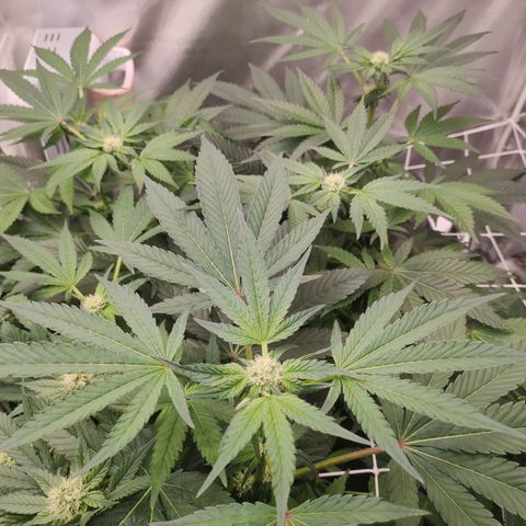 Sunset Paradise Prolo growlog timeline photo