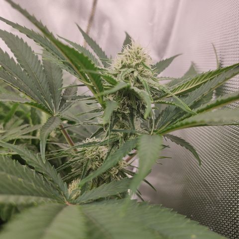 Sugar black rose Prolo growlog timeline photo