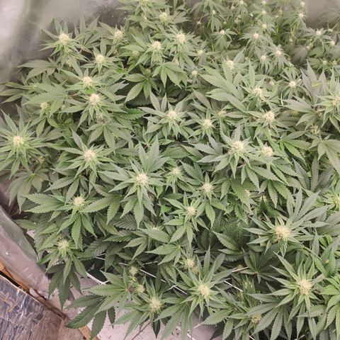 Mandarin Punch SS Prolo growlog timeline photo