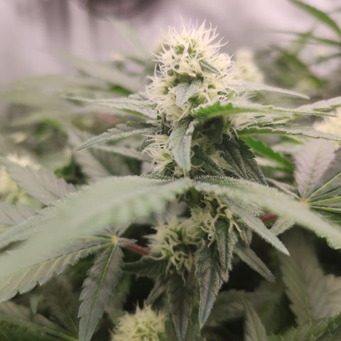 Mandarin Punch SS Prolo growlog timeline photo