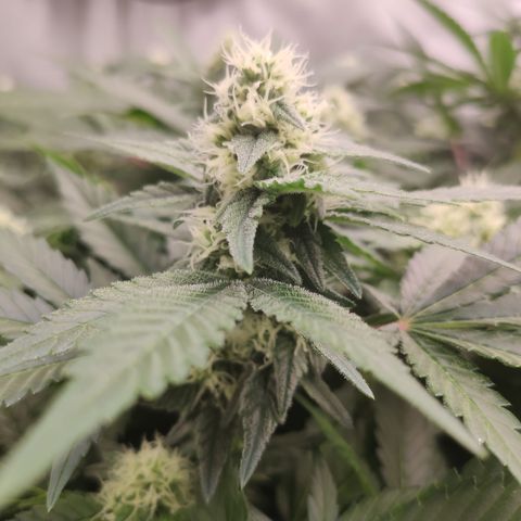 Mandarin Punch SS Prolo growlog timeline photo