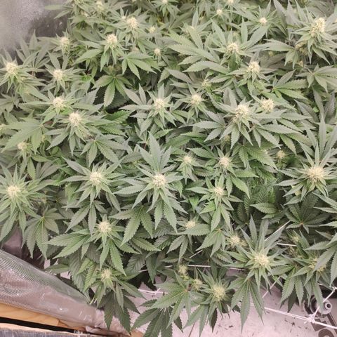 Mandarin Punch SS Prolo growlog timeline photo